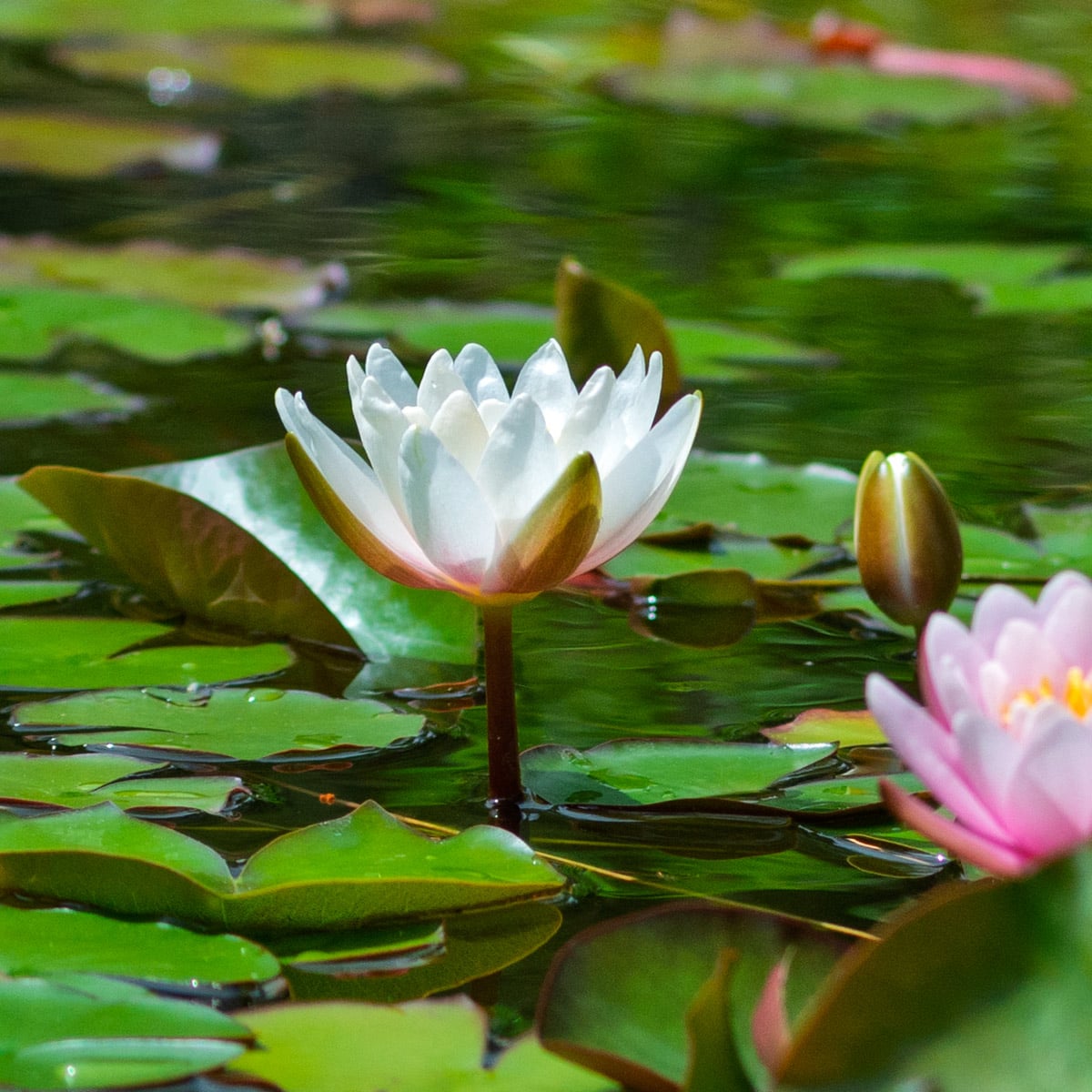 Individuelle Auszeit  bei Geos Thaimassage